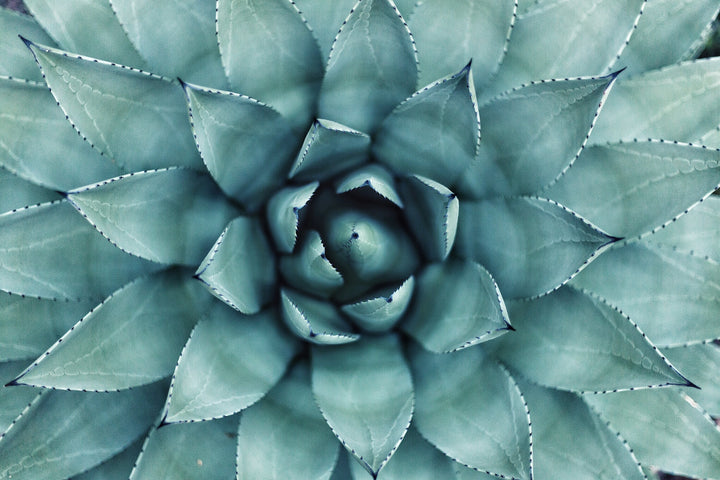 Bio Aloe Vera Gel für Haut, Gesicht, Körper. Feels Like Yoga skincare ist Yoga für die Haut. Einfach Yoga Naturkosmetik kaufen. Natürliche Pflege für das Gesicht mit rein natürlichen Inhaltsstoffen. Bio Rosenwasser, Bio Lavendelwasser, Bio Gesichtsöl